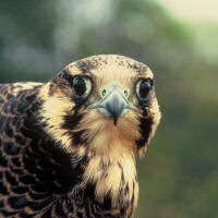 Peregrine Falcon