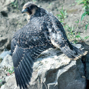 Young Peregrine Falcon