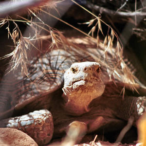 California State Gopherus agassizii