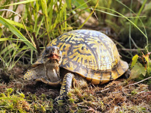 Tennessee state reptile