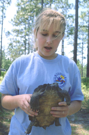 Georgia state reptile