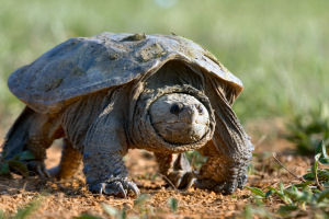 New York state reptile