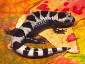 North Carolina state salamander