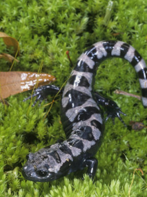 North Carolina state salamander