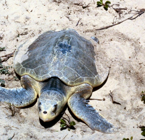 Texas state sea turtle