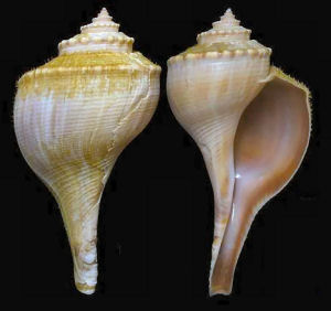 Delaware state shell