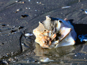 Georgia state seashell