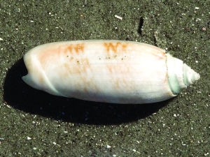 South Carolina state shell