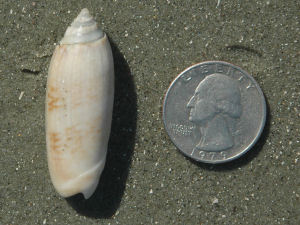 South Carolina state shell