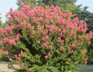 Texas state shrub