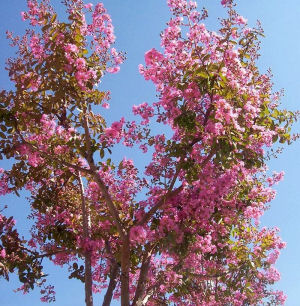 Texas State Shrub, Crape Myrtle (Lagerstroemia indica), from NETSTATE.COM