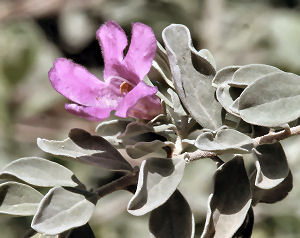 Texas state native shrub