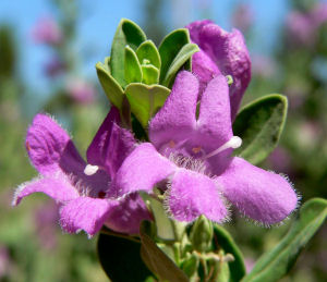 Texas state native shrub