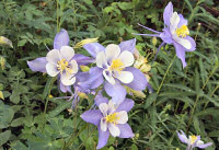 Where the Columbines Grow