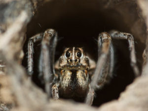 South Carolina state spider
