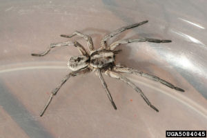 Pennsylvania state spider