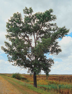 Wyoming state tree