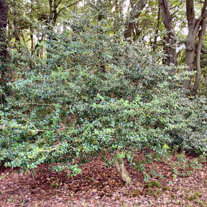 Delaware State Tree: American Holly