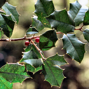 Delaware State Tree: American Holly