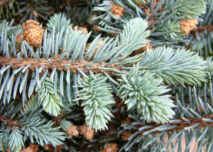 Colorado State Tree: Colorado Blue Spruce