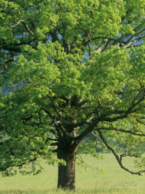 Iowa state tree