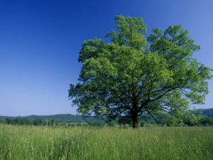 Iowa state tree