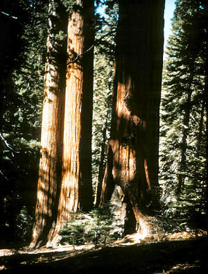 California State Tree: Coast Redwood