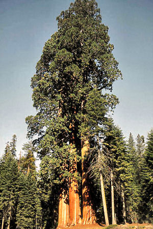 California State Tree: Giant Sequoia