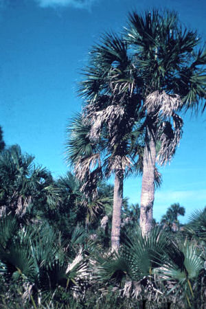 Florida State Tree: Sabal Palmetto Palm