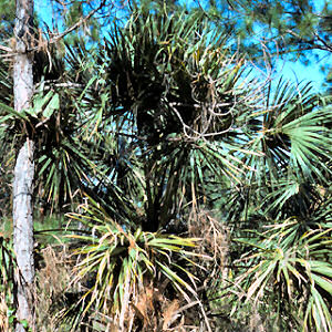 Florida State Tree: Sabal Palmetto Palm