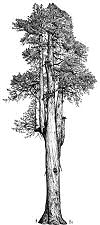 California State Tree: Coast Redwood