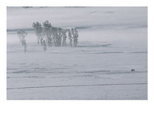 Kansas State Tree: Cottonwood