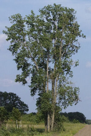 Kansas State Tree: Cottonwood