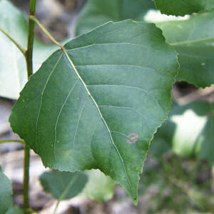 Kansas State Tree: Cottonwood