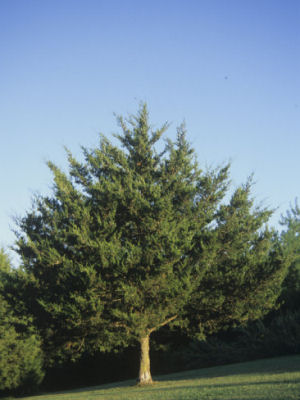 Tennessee state evergreen tree