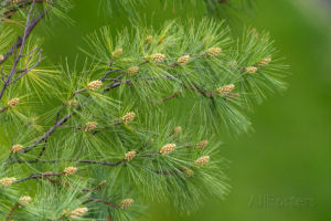 Maine state tree