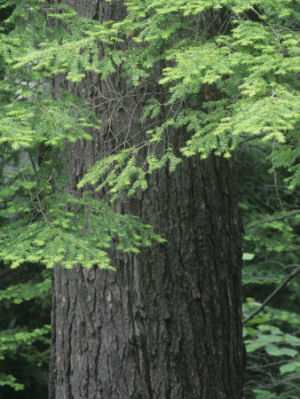 Pennsylvania state tree