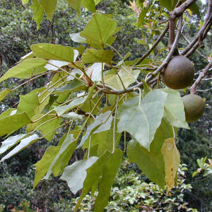 Hawaii State Tree: Kukui Tree