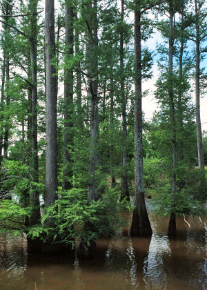 Louisiana State Tree