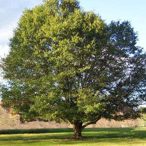 Georgia State Tree: Live Oak