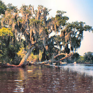 Georgia State Tree: Live Oak