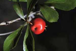 Louisiana state fruit tree