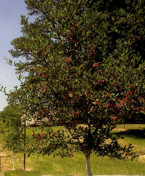 Louisiana state fruit tree