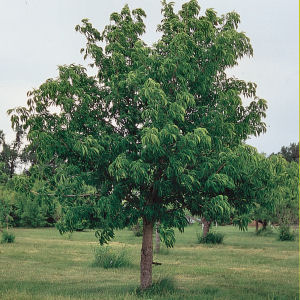 Ohio state tree