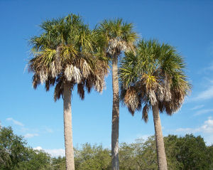 South Carolina state tree