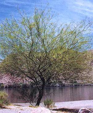 Arizona State Tree: Paloverde