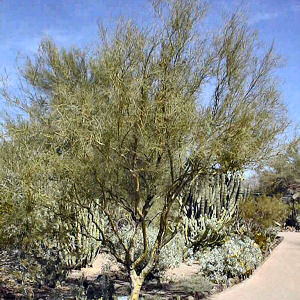 Arizona State Tree: Paloverde