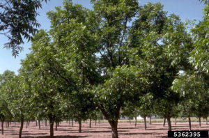 Texas state tree