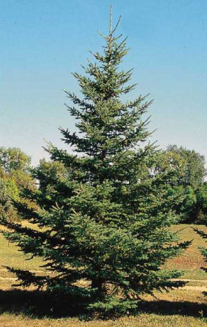 South Dakota state tree