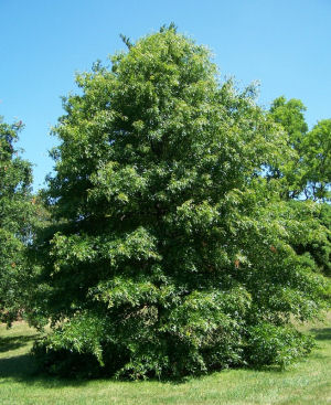 Iowa state tree